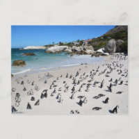 Plage de Penguins Boulders | Afrique du Sud