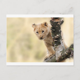 CARTE POSTALE PLAGE DE PETIT LION CUB