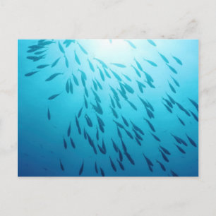 Carte Postale Plage de poissons
