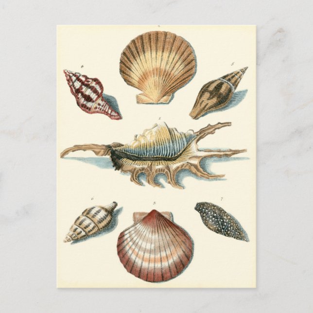 Carte Postale Plage de Shell soignée (Devant)