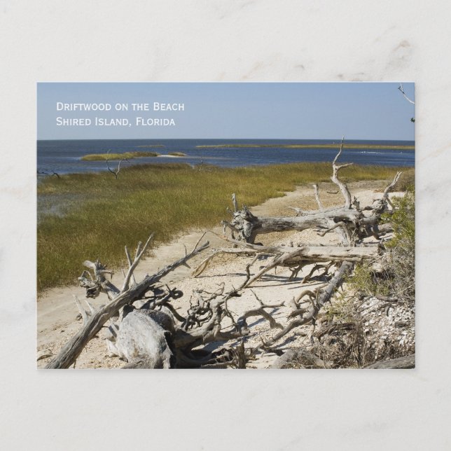 Carte postale Plage Driftwood (Devant)