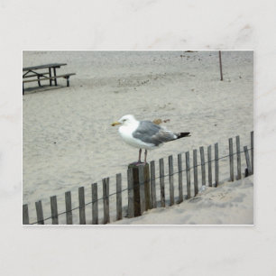 Carte Postale Plage Gull