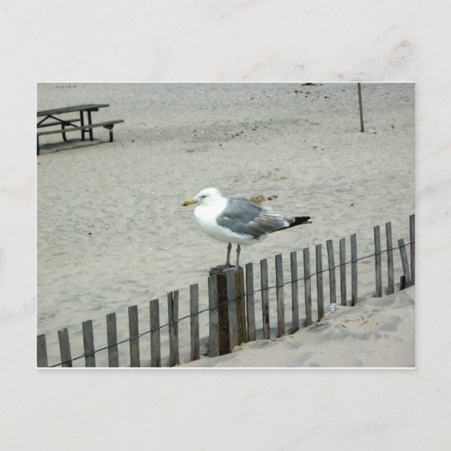 Carte Postale Plage Gull (Devant)