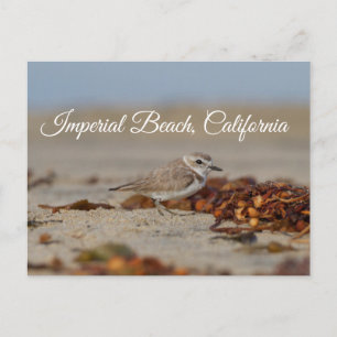 Carte Postale Plage impériale de Plover et d'algues, Californie