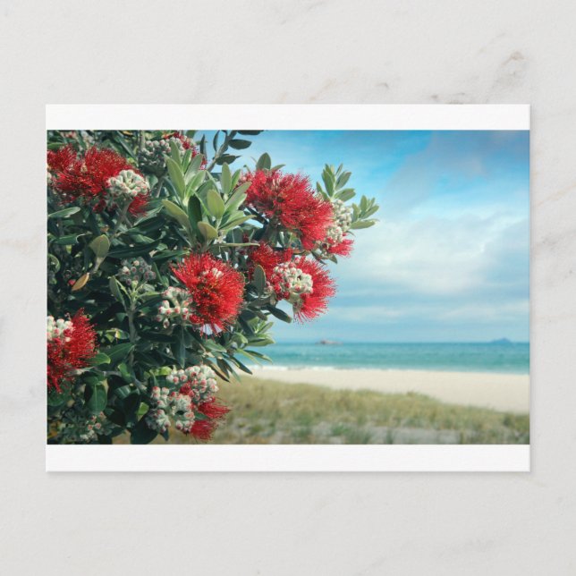 Carte Postale Plage paradisiaque de fleurs rouges Nouvelle-Zélan (Devant)