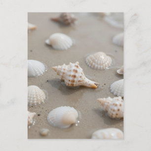 Carte Postale Plage Sérénité des Coquillages Délicats