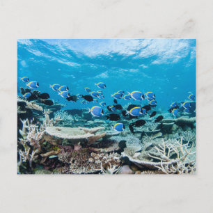 Carte Postale Plages tropicales Esturgeon Parmi le corail