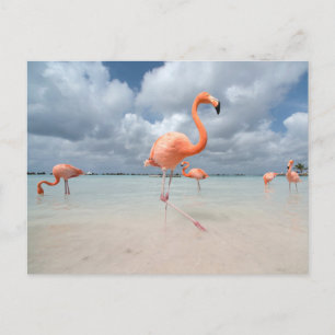 Carte Postale Plages tropicales   Plage des Flamants Roses, Arub