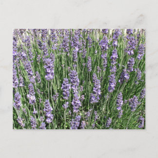 Carte Postale Plaisir de lavande violette