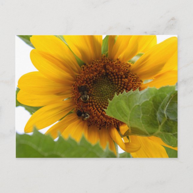Carte Postale Plaisir tournesol (Devant)
