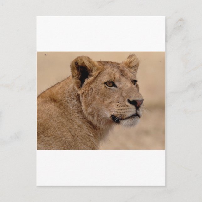 Carte Postale Plan rapproché principal de lionne (Devant)