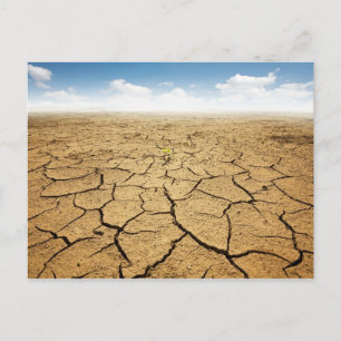 Carte Postale Plancher désertique fissuré