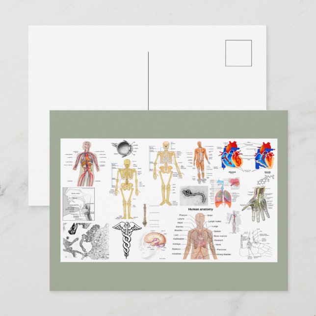 Carte Postale Planches d'anatomie humaine (Devant / Derrière)