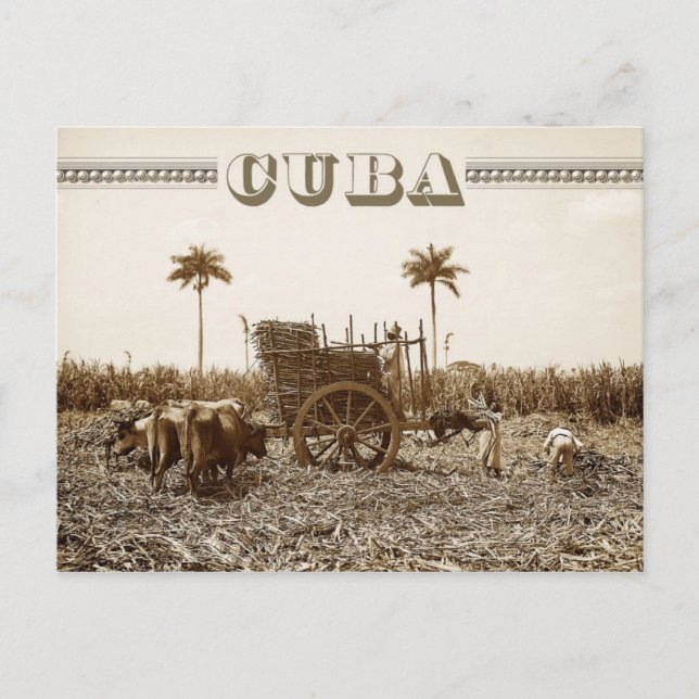 Carte Postale plantation de canne à sucre à Cuba (Devant)