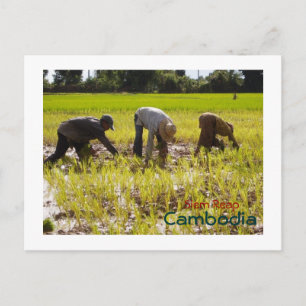 Carte Postale Plantation de riz dans le village de Prim Khmeang,