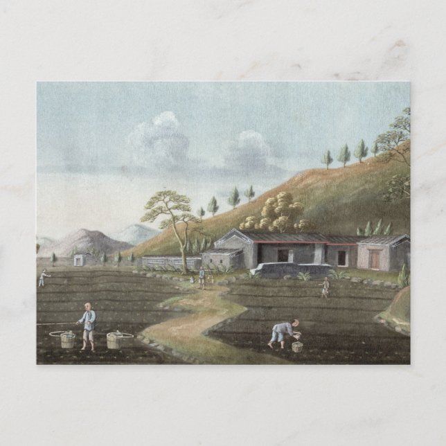 Carte Postale Plantation de thé (la semaine sur le papier) (Devant)