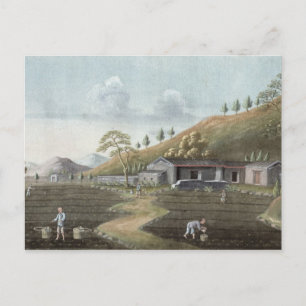 Carte Postale Plantation de thé (la semaine sur le papier)