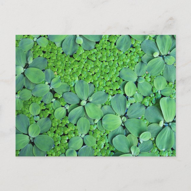 Carte Postale Plante (Devant)