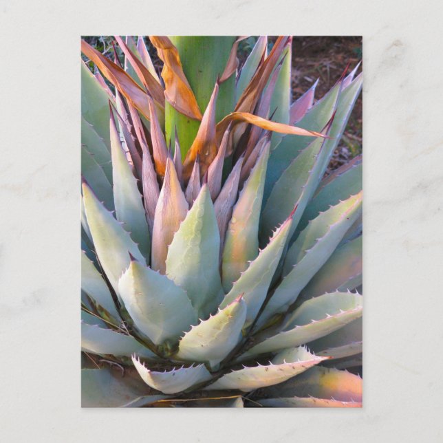 Carte postale plante Agave (Devant)