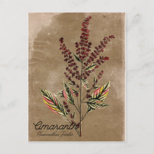 Carte Postale Plante Amaranth de style vintage