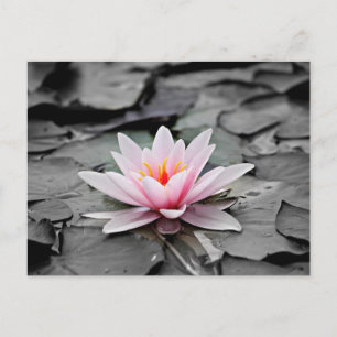Carte Postale Plante aquatique Lily