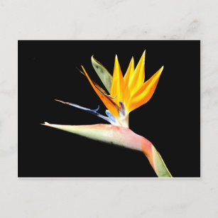 Carte postale Plante Bird of Paradise