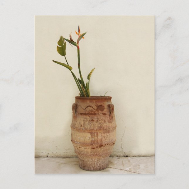 Carte postale Plante Bird of Paradise (Devant)