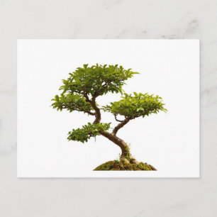 Carte Postale Plante Bonsai