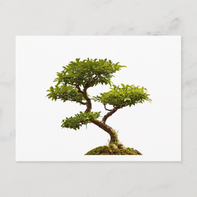 Carte Postale Plante Bonsai (Devant)