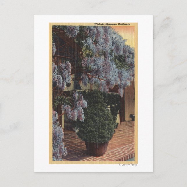 Carte Postale Plante CaliforniaWisteria en Bloom (Devant)