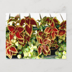 Carte postale Plante Coleus
