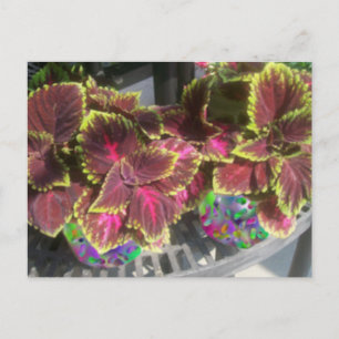 Carte Postale Plante Coleus