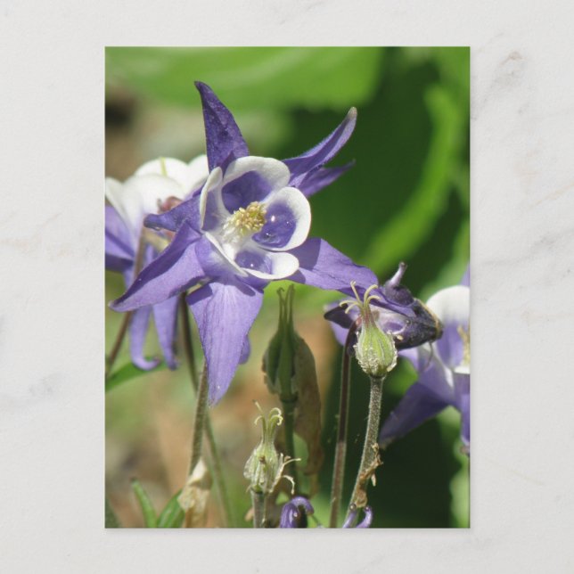Carte postale Plante Columbine (Devant)