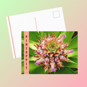 Carte Postale Plante d'ananas photographique botanique