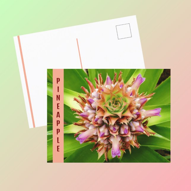 Carte Postale Plante d'ananas photographique botanique (Créateur téléchargé)