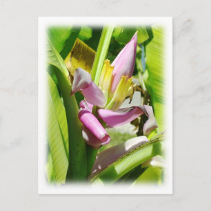 Carte Postale Plante de banane
