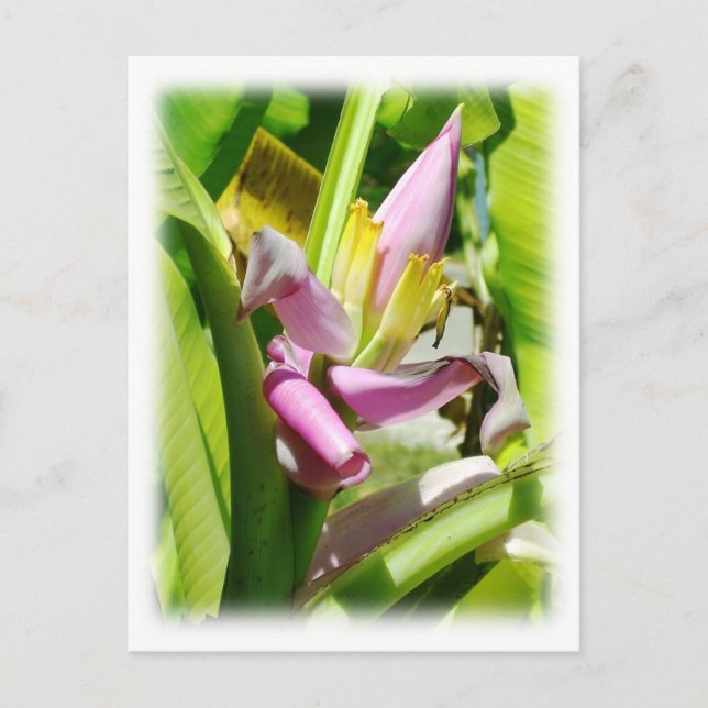 Carte Postale Plante de banane (Devant)