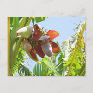 Carte Postale Plante de banane