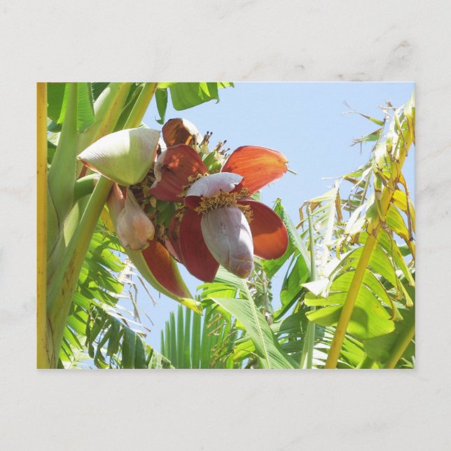 Carte Postale Plante de banane (Devant)