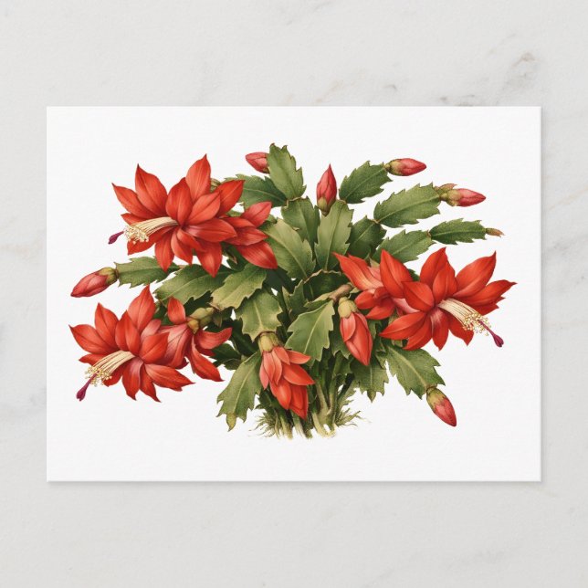 Carte Postale Plante de cactus de Noël rouge en fleurs  (Devant)