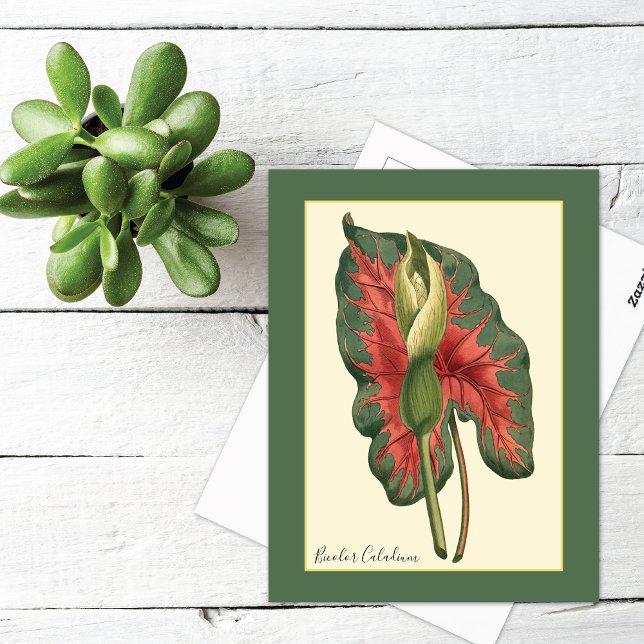 Carte Postale Plante de Caladium bicolore (Créateur téléchargé)
