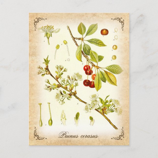 Carte Postale Plante de cerisier aigre - illustration vintage (Devant)