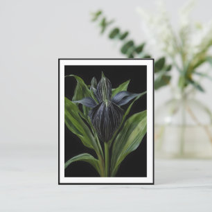 Carte Postale Plante De Chauve Noire Sur Noir,