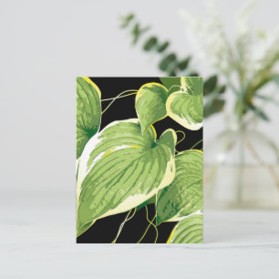 Carte Postale Plante de ficus 3