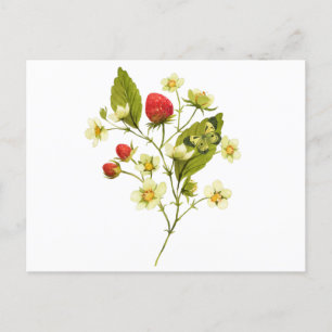 Carte Postale Plante de fraises à l'aquarelle élégante avec des 
