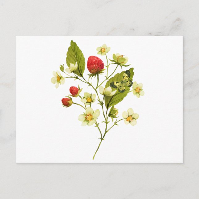 Carte Postale Plante de fraises à l'aquarelle élégante avec des  (Devant)