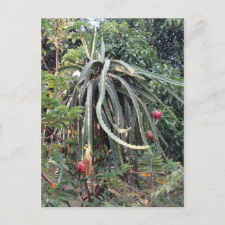 Carte Postale Plante de fruits dragon