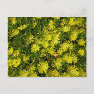 Carte Postale Plante de glace dorée Fleurs jaunes