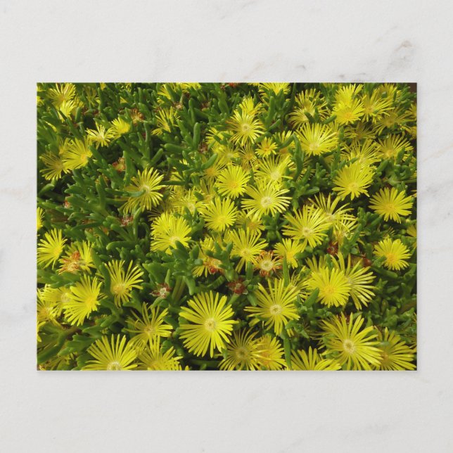 Carte Postale Plante de glace dorée Fleurs jaunes (Devant)
