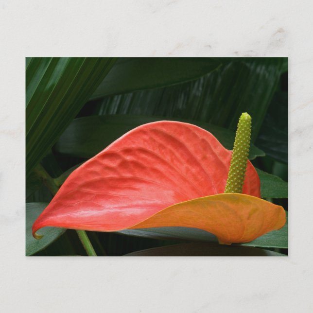 Carte Postale Plante de l'anthurium rouge contre le feuillage (Devant)
